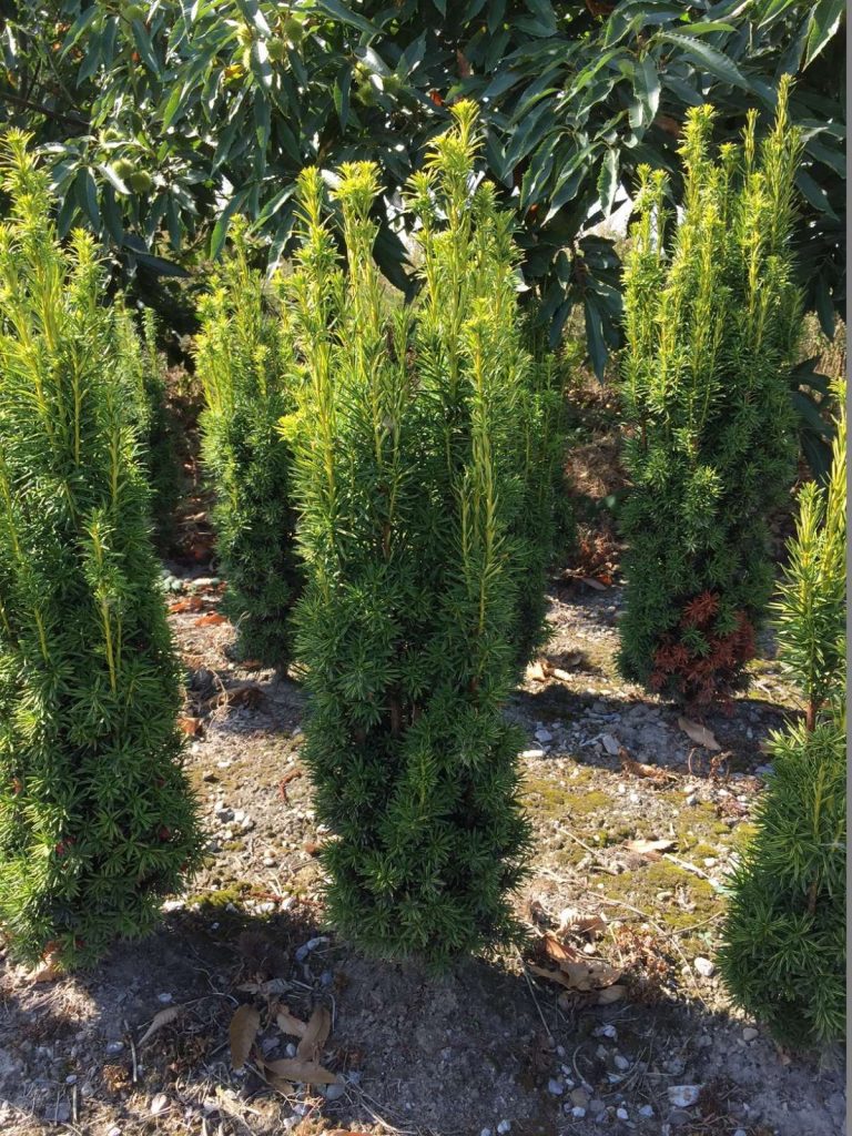 Eibe Taxus kaufen