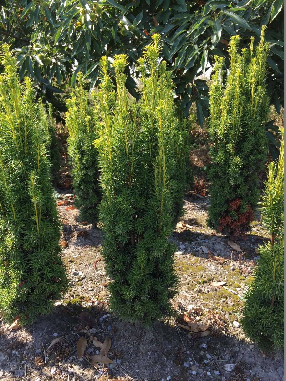Eibe Taxus kaufen