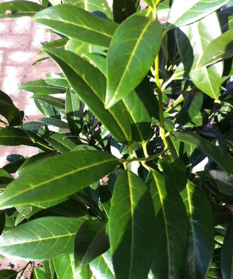 Kirschlorbeer Prunus Laurocerasus kaufen