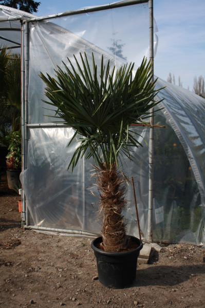 Trachycarpus fortunei - Stammhöhe 80-90 cm, Gesamthöhe 220 cm