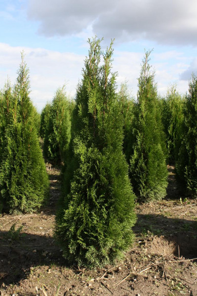 Thuja Smaragd - Größe 160/180 cm - Premium Ballenware