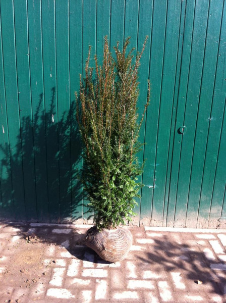 Eibe Taxus Baccata - Größe 120/140 cm - Premium Ballenware