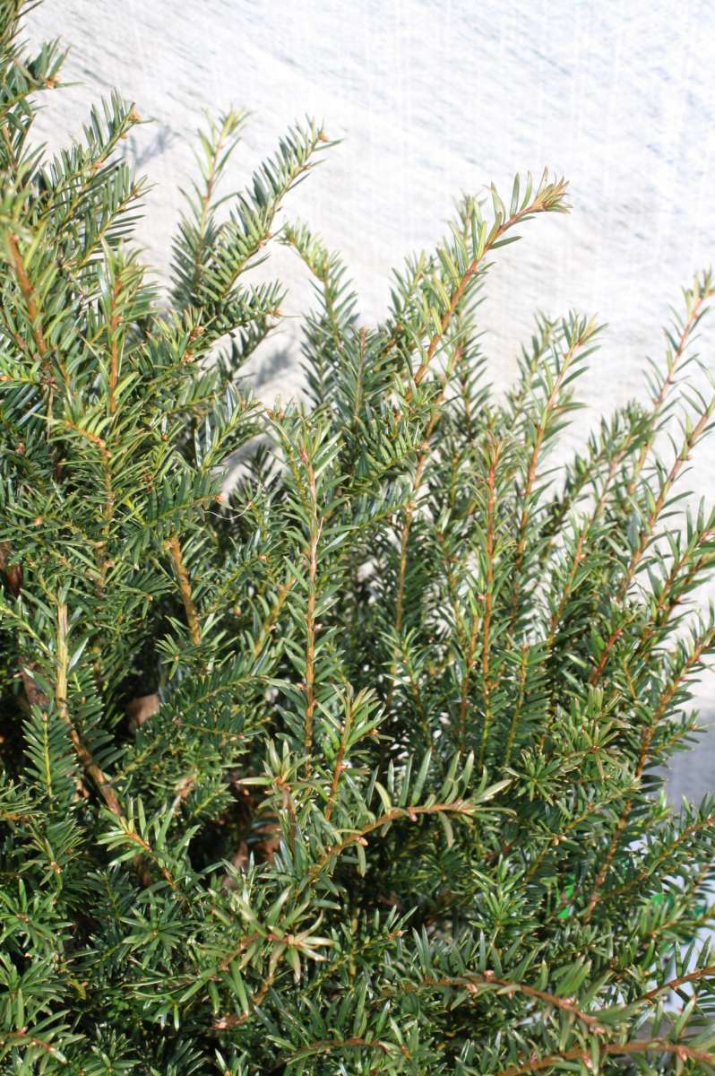 Heimische Eibe - Pflanzenhof Moosheide | Pflanzenhof Moosheide