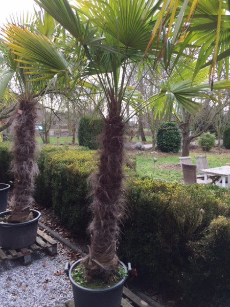 Trachycarpus fortunei - Stammhöhe 140-150 cm, Gesamthöhe 320 cm