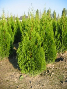 Thuja Smaragd - Größe 120/140 cm - Premium Ballenware