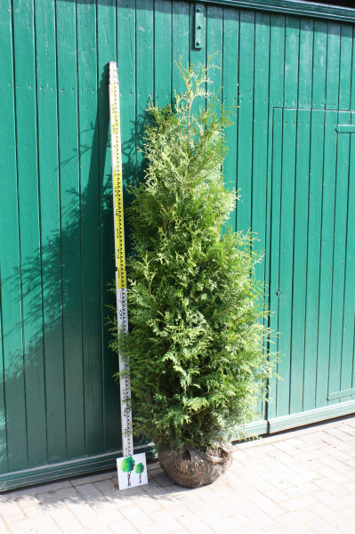 Thuja Brabant XXL - Größe 200/220 cm - Premium Ballenware