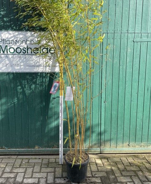 Phyllostachys aureosulcata Aureocaulis 150/175 (15 Liter Container) Bambus