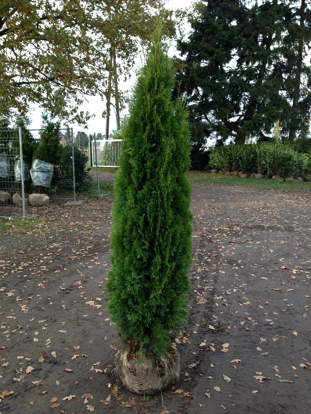 Lebensbaum Thuja Brabant kaufen - Premium Qualität bis 3 Meter