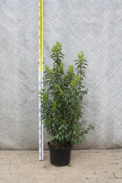 Portugiesischer Kirschlorbeer - Größe 100/120 cm im Container
