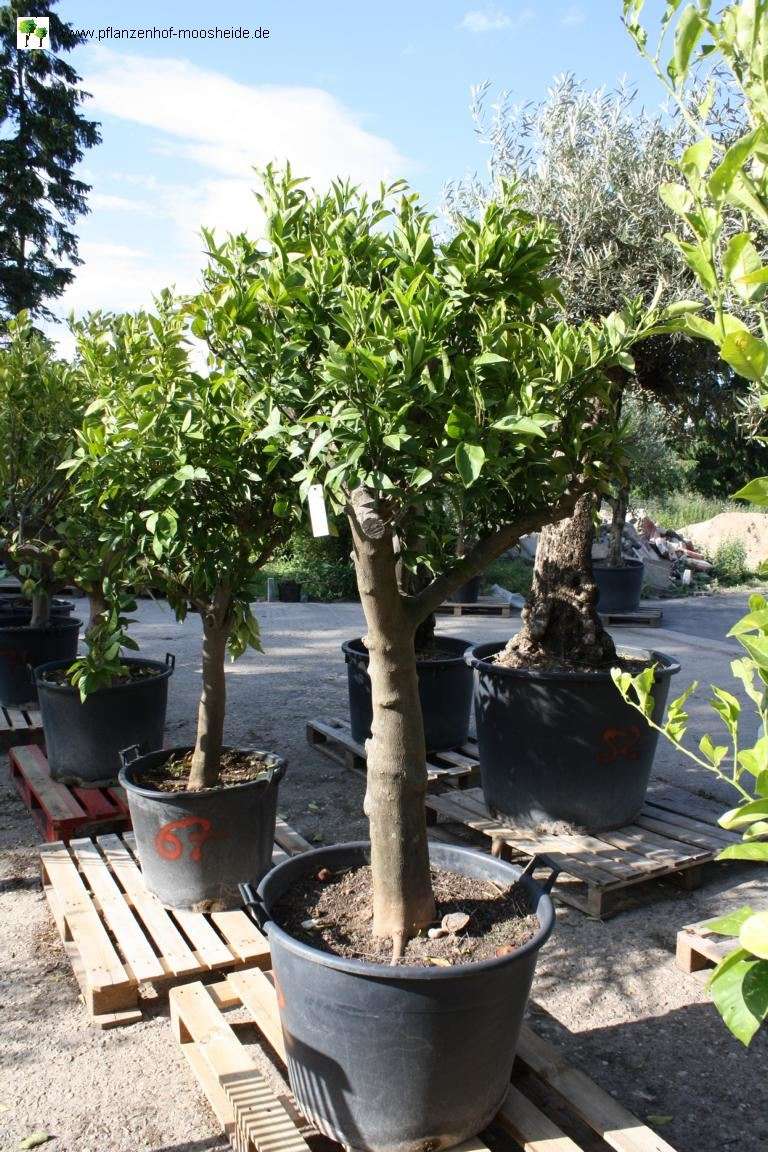 Orangenbaum - Pflanzenhof Moosheide | Pflanzenhof Moosheide