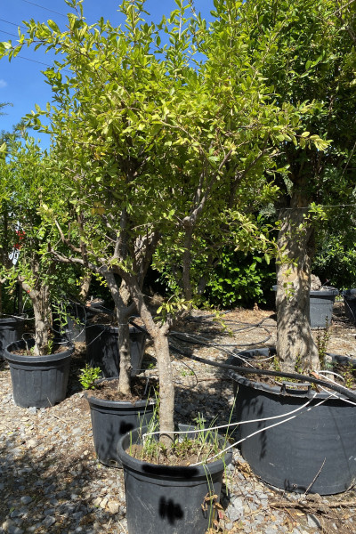 Granatapfelbaum 20-30 cm Stammumfang