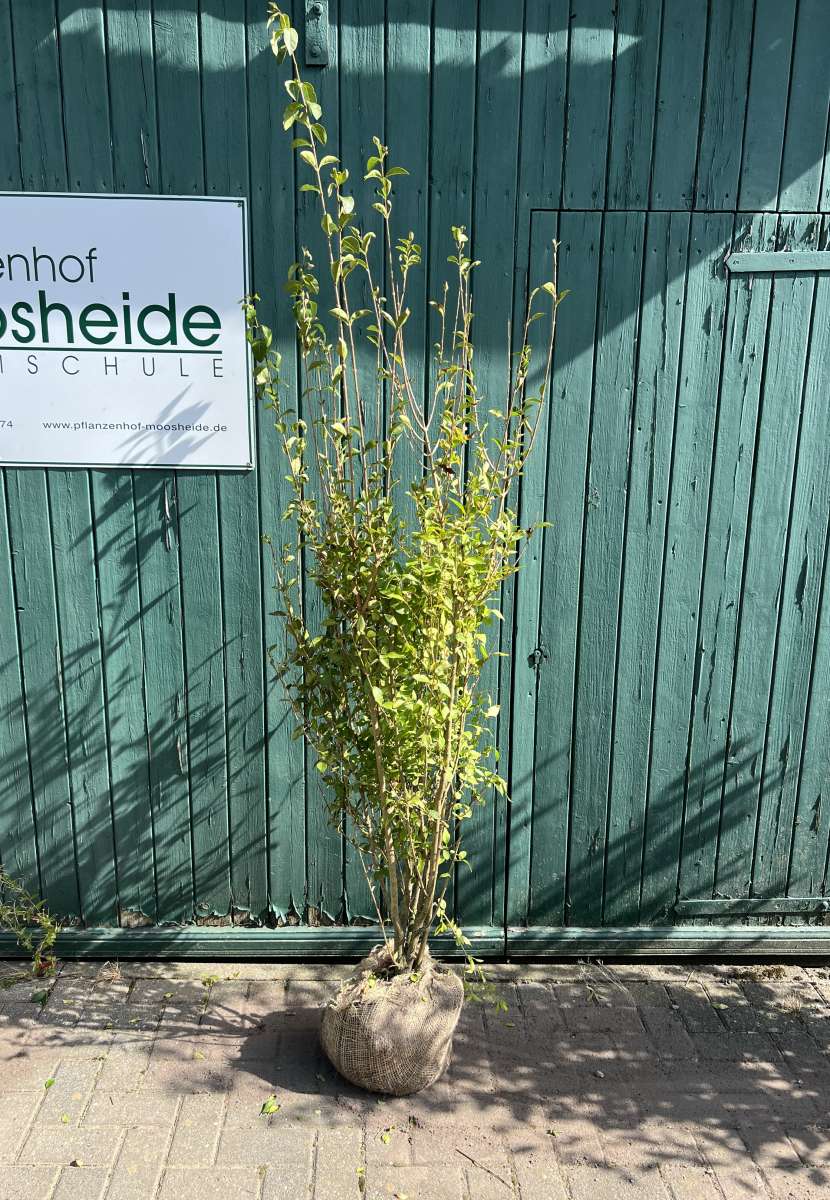 Ligustrum ovalifolium | Pflanzenhof Moosheide