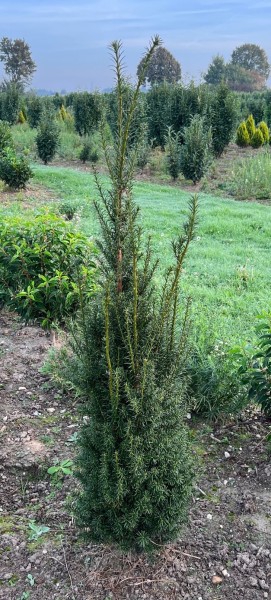 Eibe Taxus Media Hillii - Größe 80/100 cm - Premium Ballenware