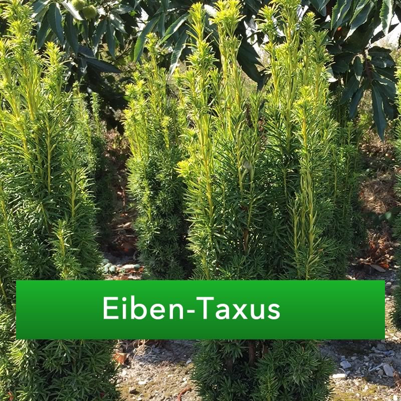 Mediterrane Pflanzen Online Kaufen Ihr Spezialist Fur Mediterrane Pflanzen Pflanzenhof Moosheide