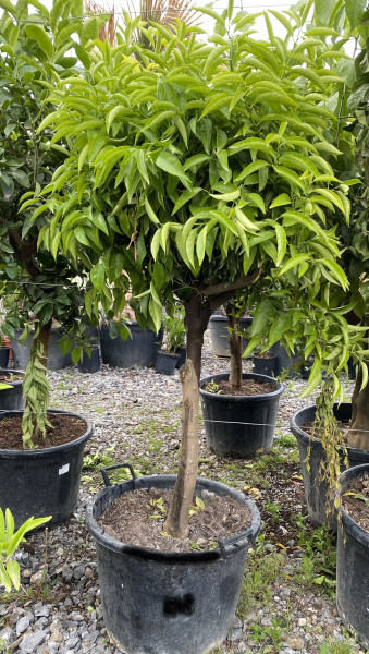 Mandarinenbaum 10-15 cm Stammumfang