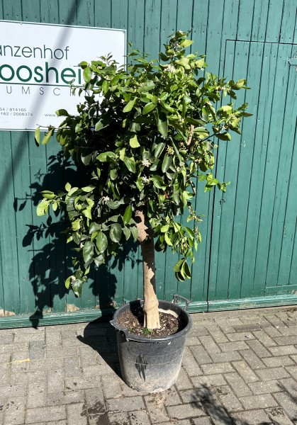 Limette - Limettenbaum 20-30 cm Stammumfang