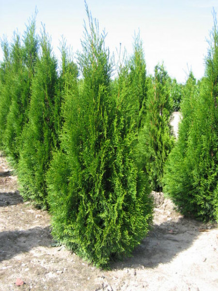 Thuja Smaragd - Größe 100/120 cm - Premium Ballenware