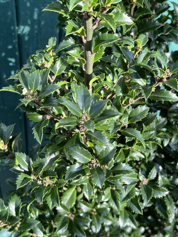Stechpalme Ilex meserveae | Pflanzenhof Moosheide