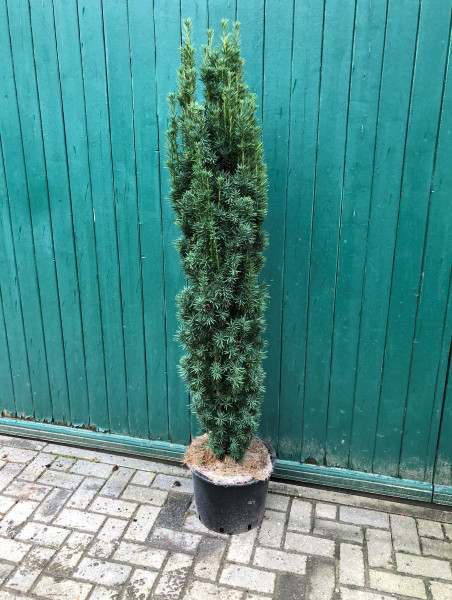 Säuleneibe Fastigiata Robusta 160/180 cm - Premium Ballenware
