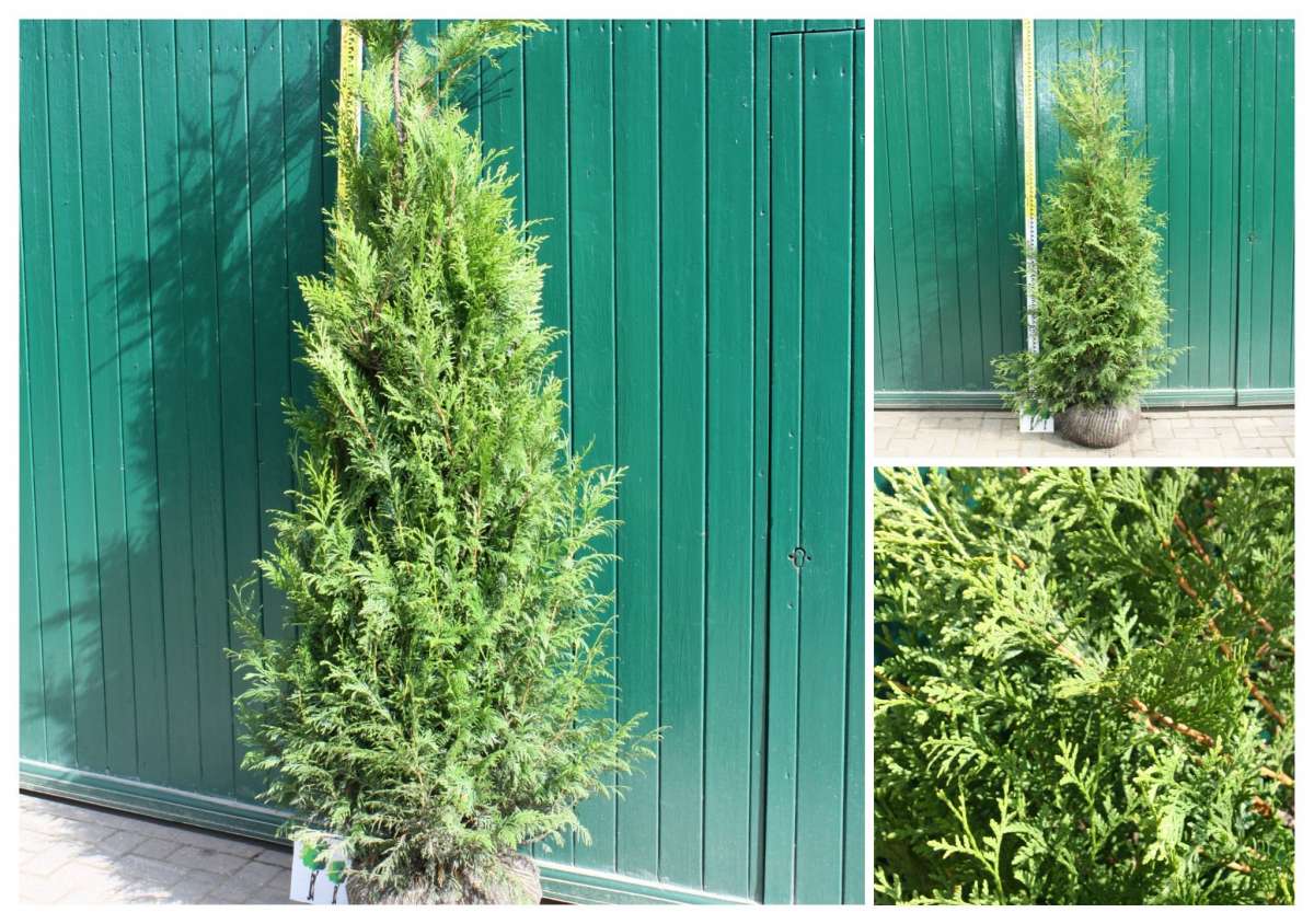 Thuja Brabant | Pflanzenhof Moosheide