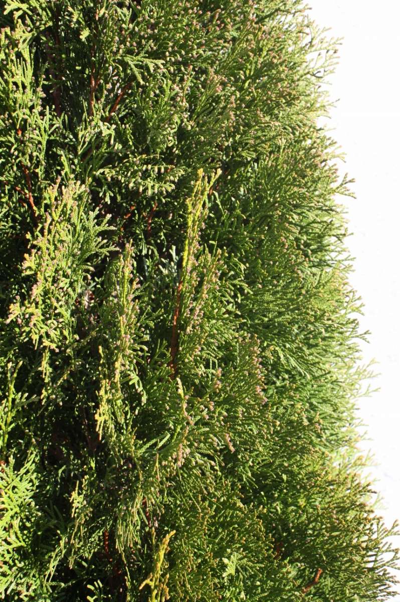 Thuja occidentalis Smaragd - online bestellen Pflanzenhof Moosheide |  Pflanzenhof Moosheide