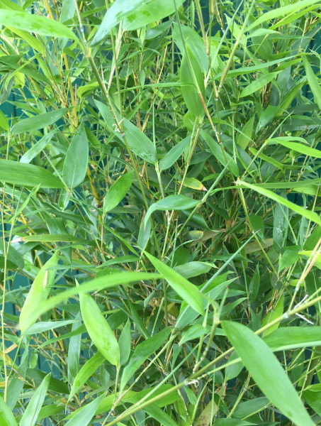 Phyllostachys aurea 175/200 (30 Liter Container) Bambus