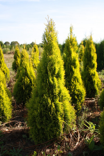 Thuja Golden Smaragd - Größe 80/100 cm - Ballenware Premium