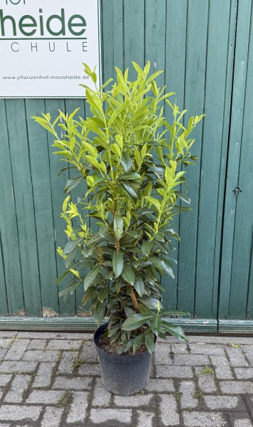 Kirschlorbeer Genolia - Größe 100/120 cm im Container