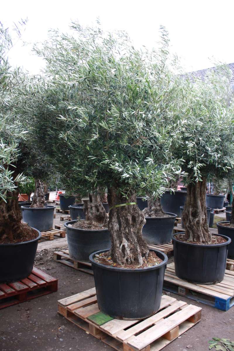 Olivenbaum | Pflanzenhof Moosheide
