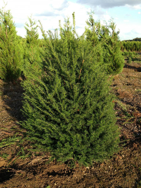 Eibe Taxus Baccata - Größe 160/180 cm - Premium Ballenware