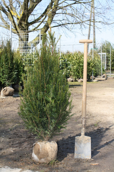 Eibe Taxus Baccata - Größe 100/120 cm - Premium Ballenware