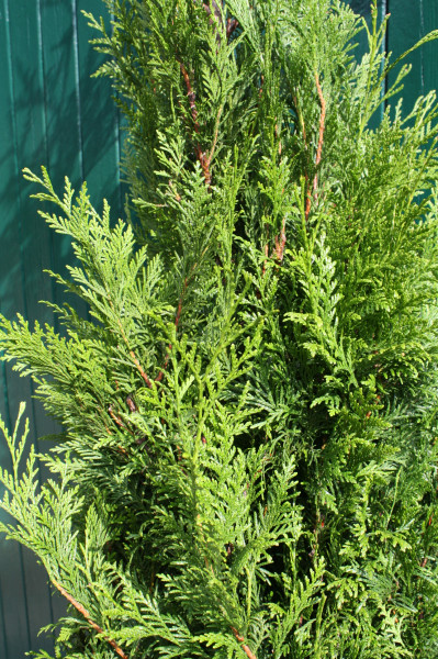 Thuja Brabant - Größe 100/120 cm - Premium Ballenware