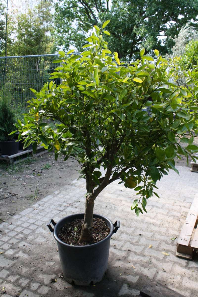 Mandarinenbaum | Pflanzenhof Moosheide