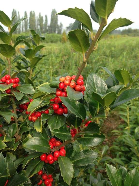 Stechpalme Ilex Heckenfee | Pflanzenhof Moosheide