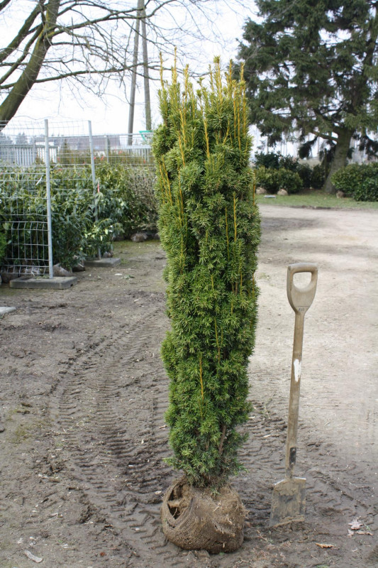 thuja occ golden smaragd Nursery.ca