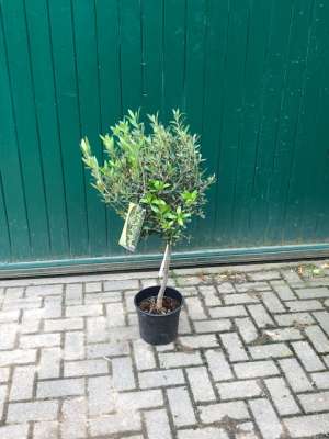 Olivenbaum - Mini Olive