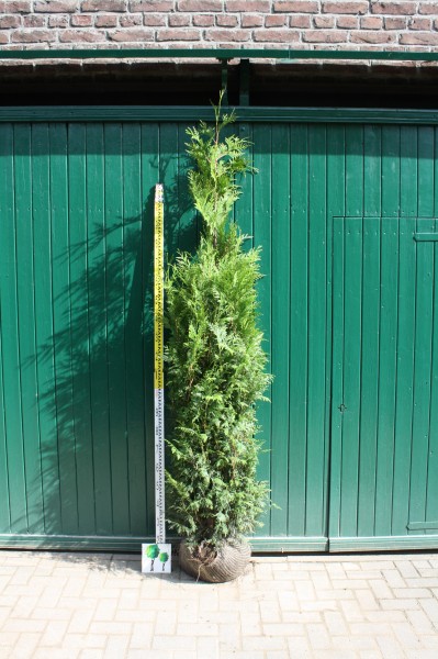 Thuja Martin XXL - Größe 220/240 cm - Premium Ballenware