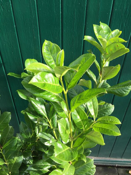 Kirschlorbeer Rotundifolia - Größe 100/120 cm - Premium Ballenware