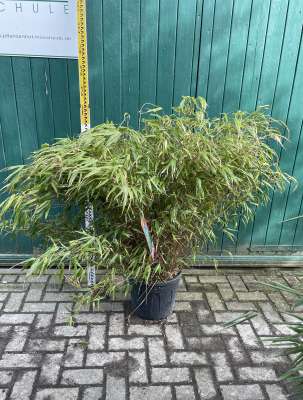 Fargesia Rufa | Pflanzenhof Moosheide