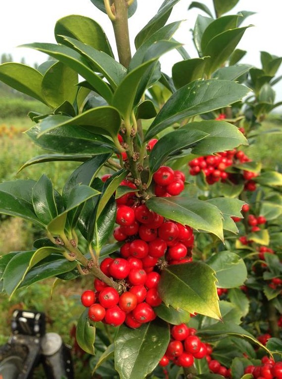 Stechpalme Ilex meserveae | Pflanzenhof Moosheide