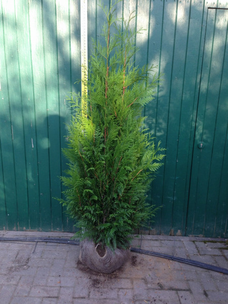 Thuja Martin - Größe 120/140 cm - Premium Ballenware