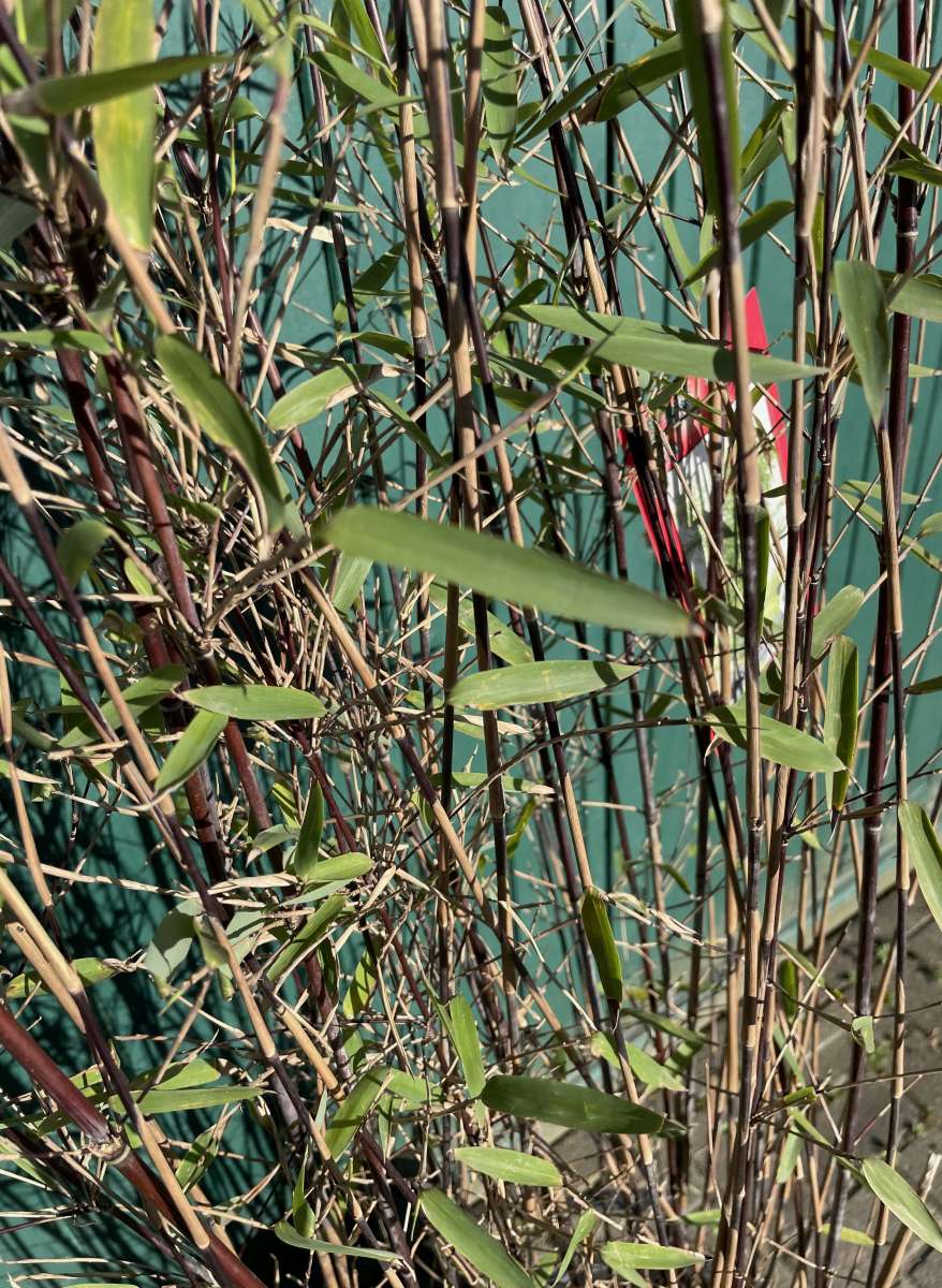 kaktus 3 Mein kleiner grüner Kaktus main image 0