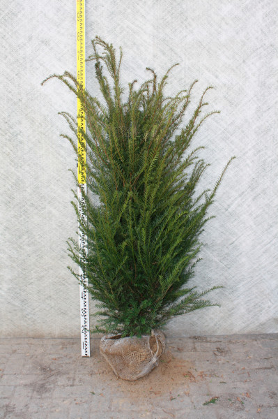 Eibe Taxus Baccata - Größe 140/160 cm - Premium Ballenware