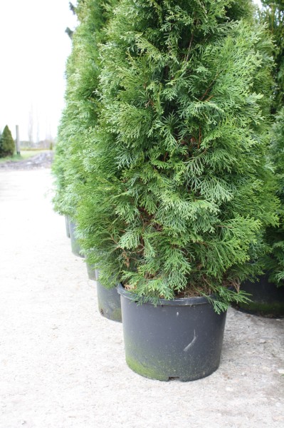 Thuja Smaragd - Größe 100/120 cm - Containerware - Premium