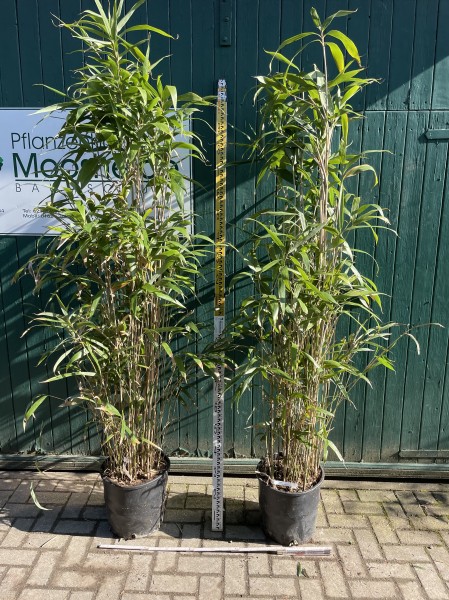Pseudosasa japonica 175/200 (30 Liter Container) Bambus