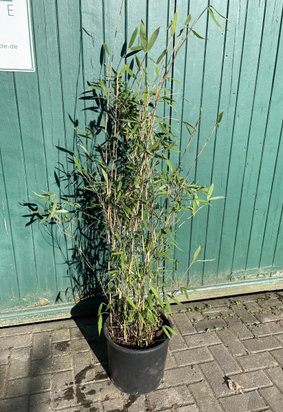 Fargesia nitida Winterjoy - Größe 100/125 cm - 15 Liter Container