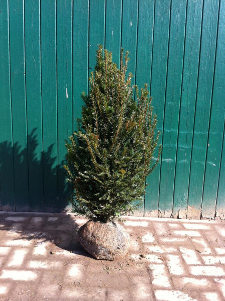 Eibe Taxus Baccata - Größe 80/100 cm - Premium Ballenware