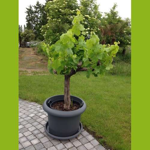 Weinrebe - Pflanzenhof Moosheide | Pflanzenhof Moosheide