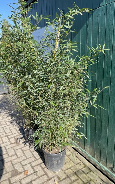 Phyllostachys bissetii 200/225 (45 Liter Container) Bambus