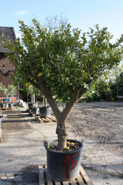 Zitronenbaum 30-40 cm Stammumfang